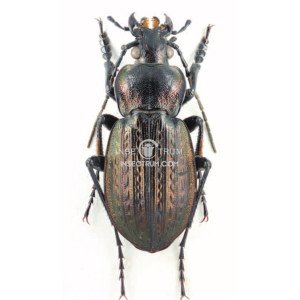 CARABUS ITALICUS